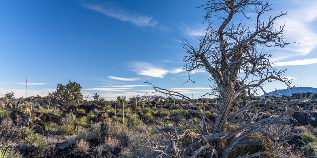 Oracle and OpenAI Build Massive AI Data Center in Drought-Stricken New Mexico